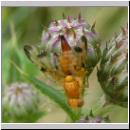 Xyphosia miliaria - Bohrfliege 01.jpg